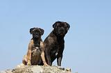 BULLMASTIFF 341